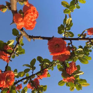 布兰迪洛夫《拆迁人》
